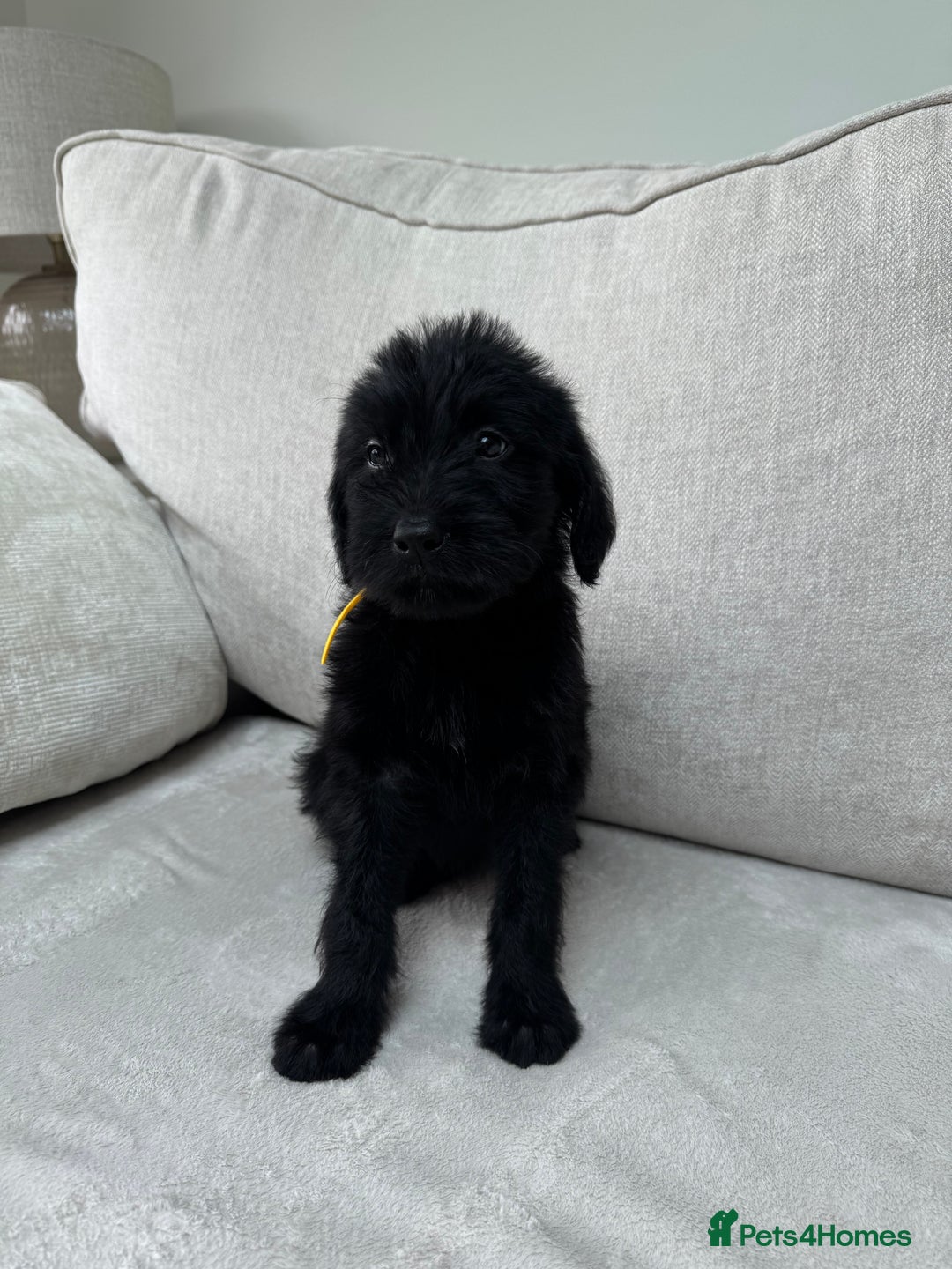 Mixed Breed dogs for sale: 🐾 🧸 *Ready Saturday* Beautiful Doodles 💕🐾 - Image 16
