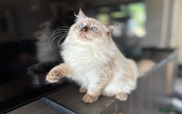 Ragdoll cats for sale: TICA DNA tested 5 Gen Pedigree  - Image 32