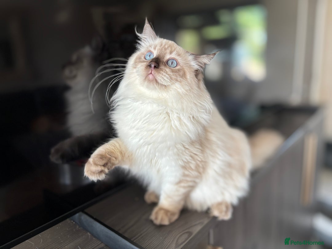 Ragdoll cats for sale: TICA DNA tested 5 Gen Pedigree  - Image 32