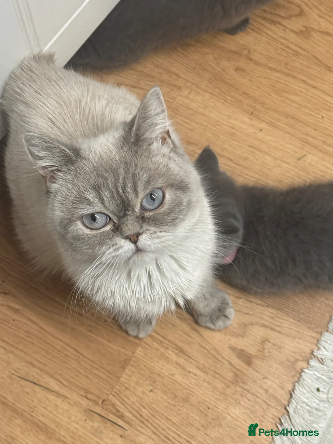 British Shorthair cats for sale: Kitten British shorthair  - Advert 1