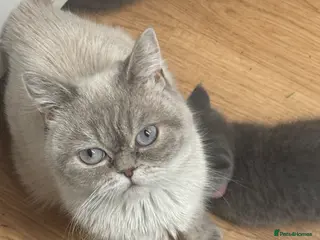British Shorthair cats Kitten British shorthair - Advert 5