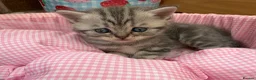 Scottish Fold cats for sale: 😊Tabby Scottish fold  - Advert 4