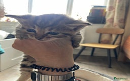 Bengal cats for sale: 9 BENGAL RAGDOLL X KITTENS - Image 25