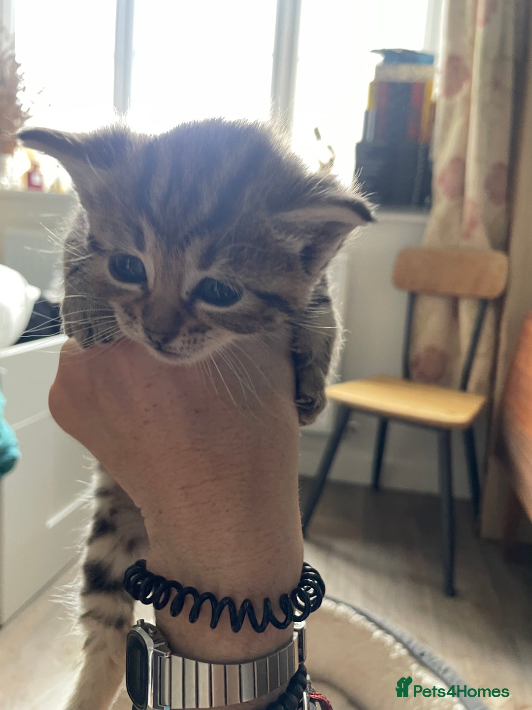 Bengal cats for sale: 9 BENGAL RAGDOLL X KITTENS - Image 25