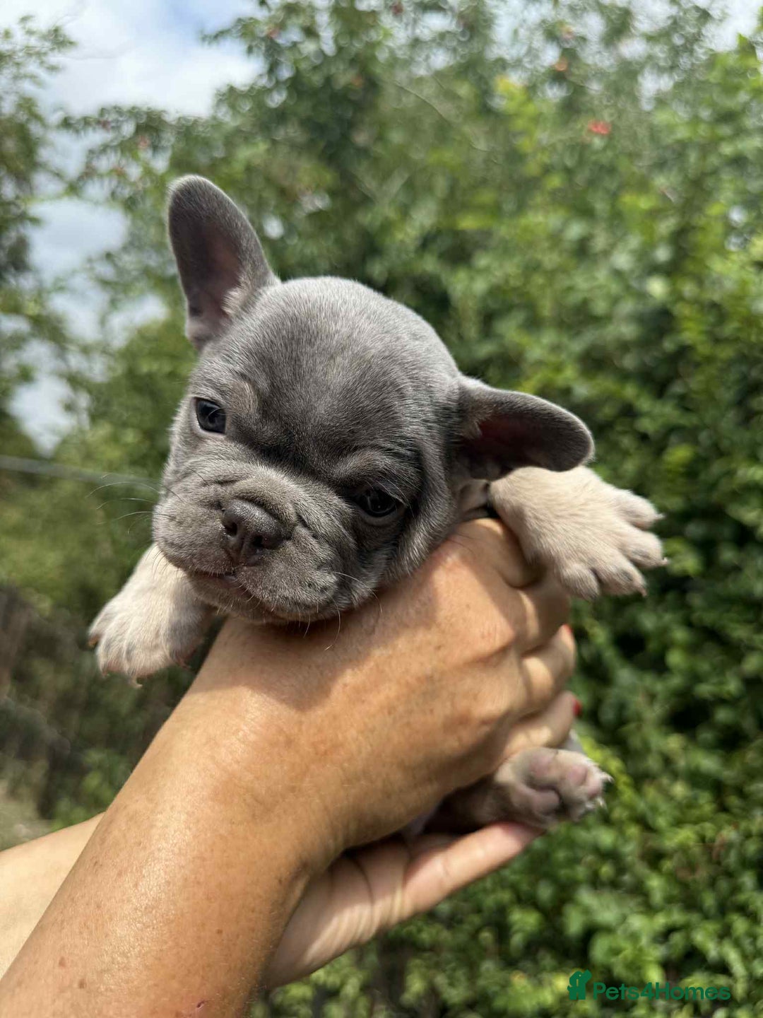 French Bulldog dogs for sale: Lilac French bulldogs  - Image 4