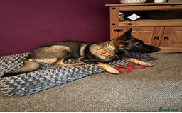 German Shepherd dogs for sale: Rehoming - German shepherd  - Image 4