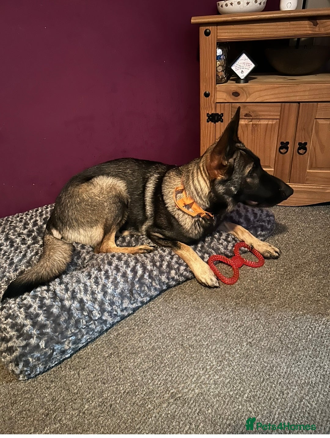 German Shepherd dogs for sale: Rehoming - German shepherd  - Image 4