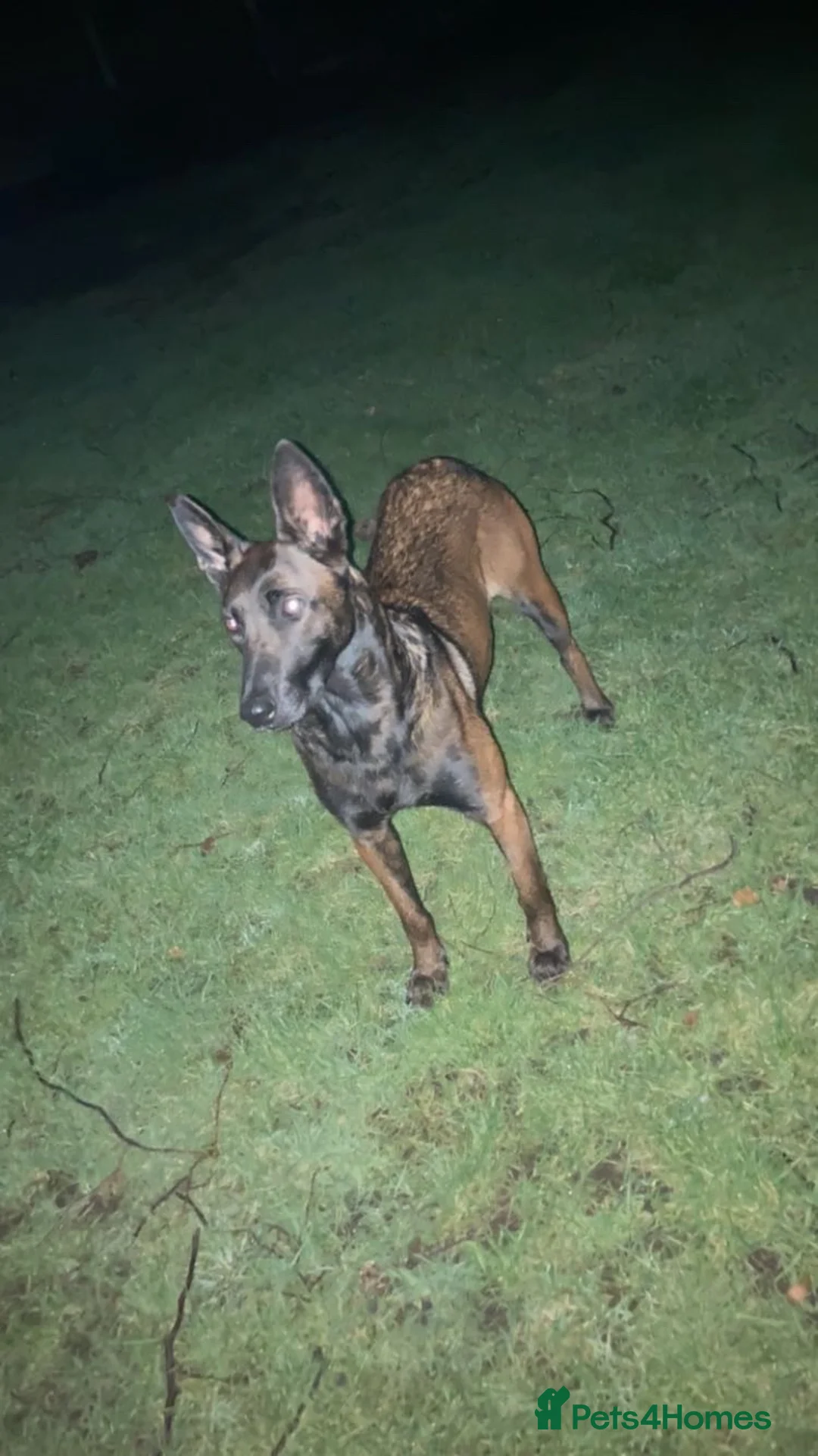 Belgian Shepherd Dog dogs for sale: Zeus  in Dewsbury - Advert 1