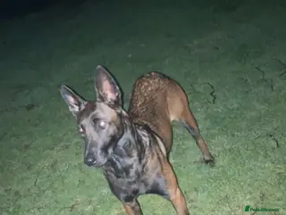 Belgian Shepherd Dog dogs Zeus in Dewsbury - Advert 1