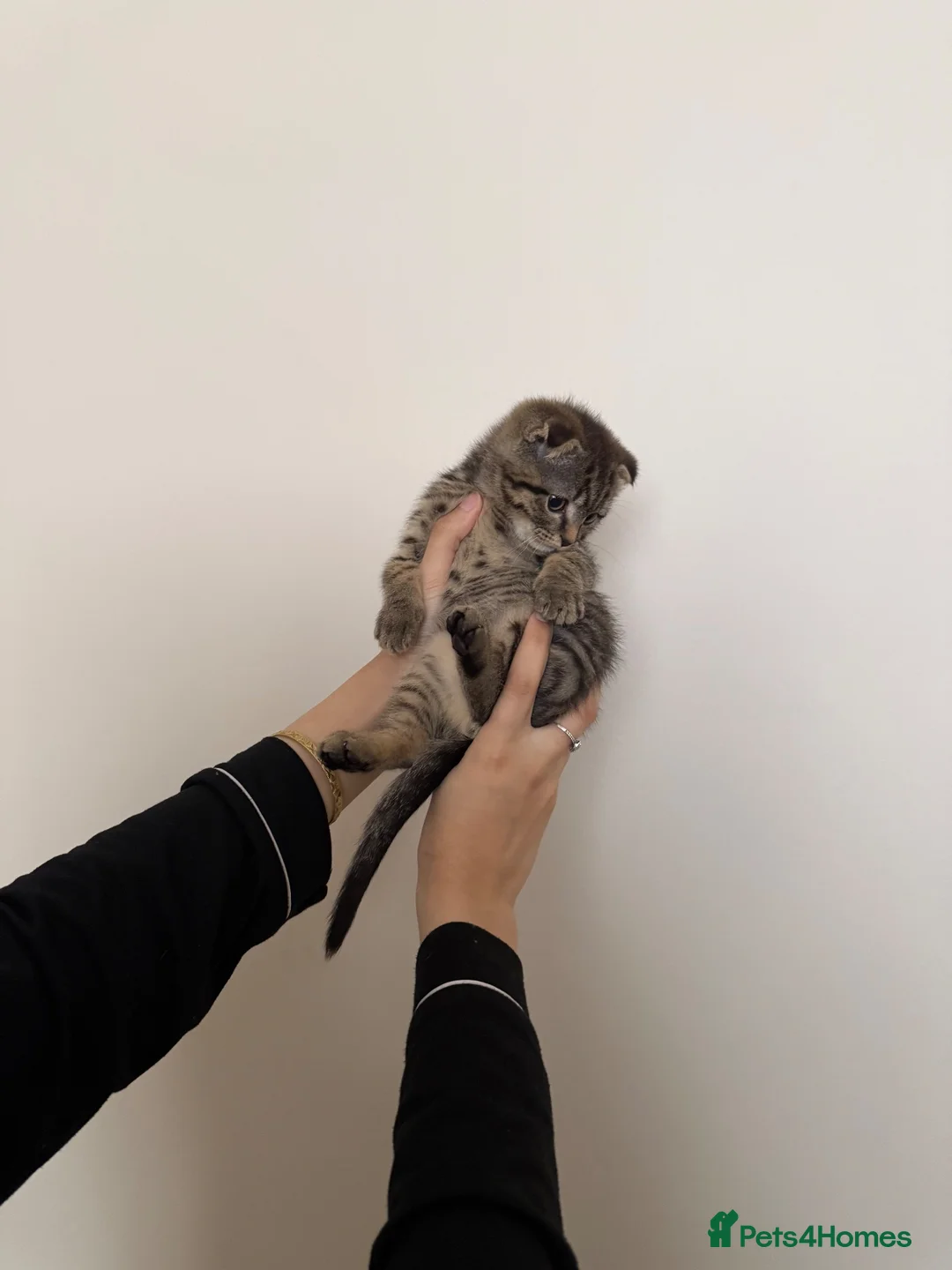 Scottish Fold cats for sale: British shorthair x Scottish fold kittens  in Birmingham - Advert 13