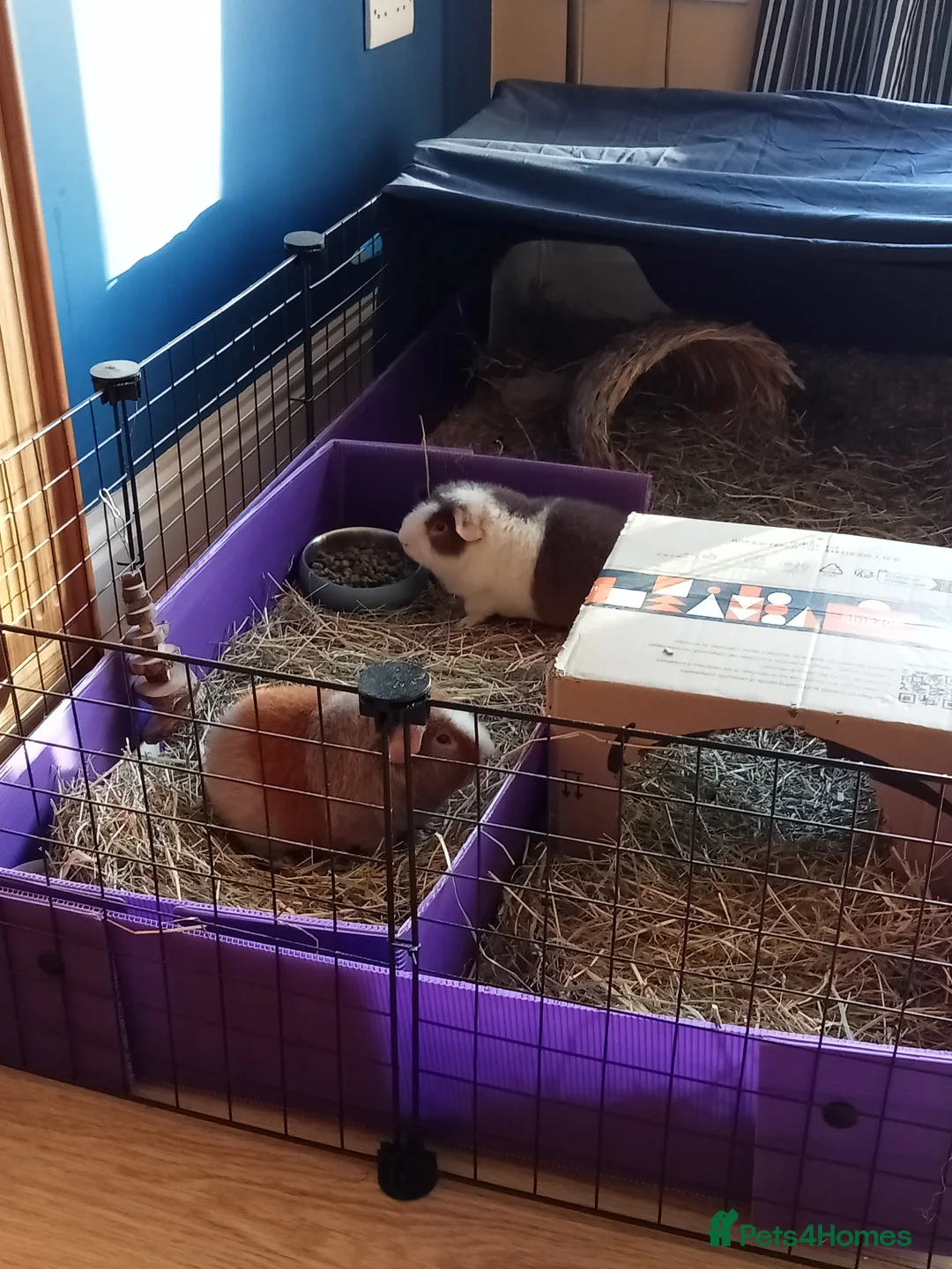 Guinea Pig rodents for sale: 2 X teddy bear guinea pigs Fudge & Toffee - Advert 6