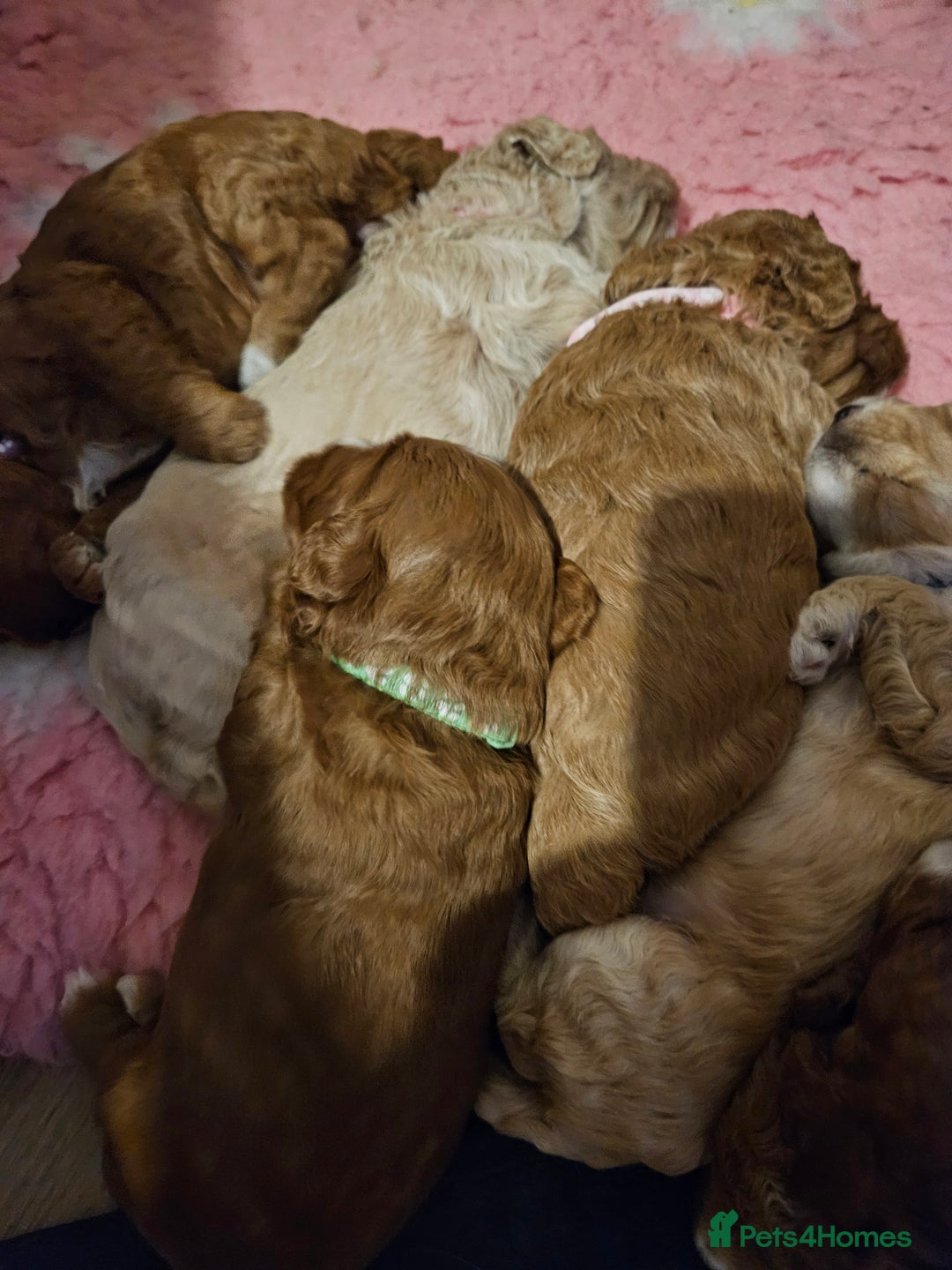 Mini Goldendoodle dogs for sale: Gorgeous family Raised Mini F1b Goldendoodles - Advert 13