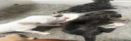 Whippet dogs for sale: Pure WHIPPET PUPPIES - Advert 29