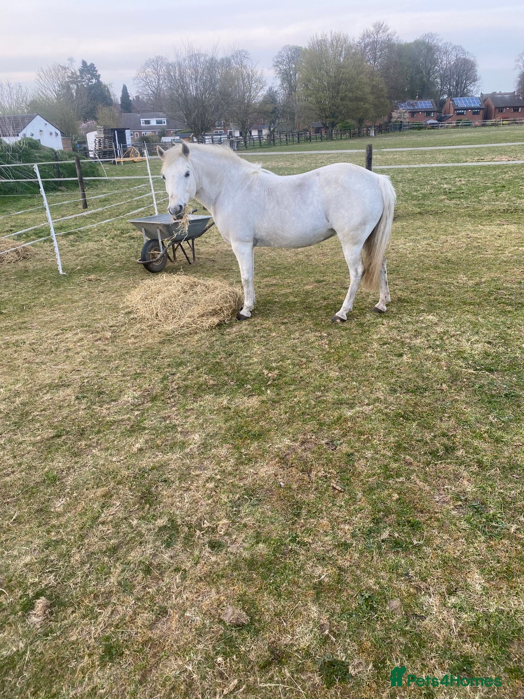 Welsh Section A horses for sale: Welsh section A mare - Image 2
