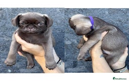 Pug dogs for sale: Beautiful exotic KC registered Pug puppies - Image 22