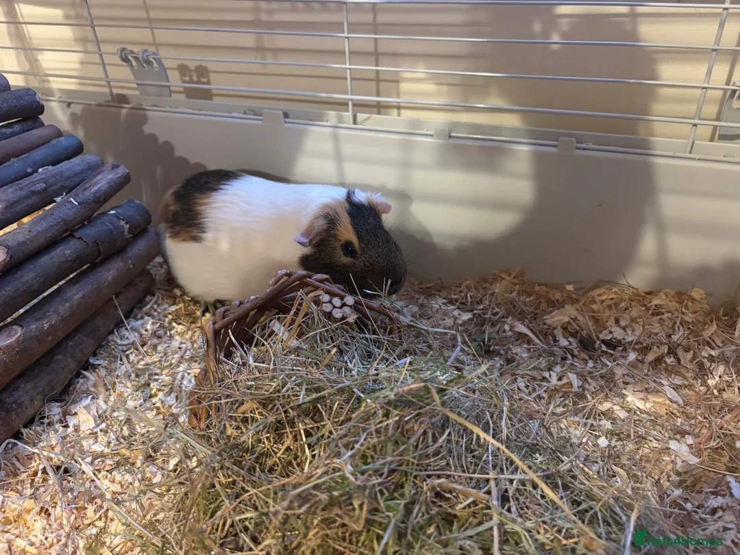 Guinea Pig rodents for sale: 2 lovely boys for sell (cage available)  - Advert 2