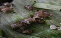 Snails invertebrates for sale: Lissachatina fulica babies - Image 3