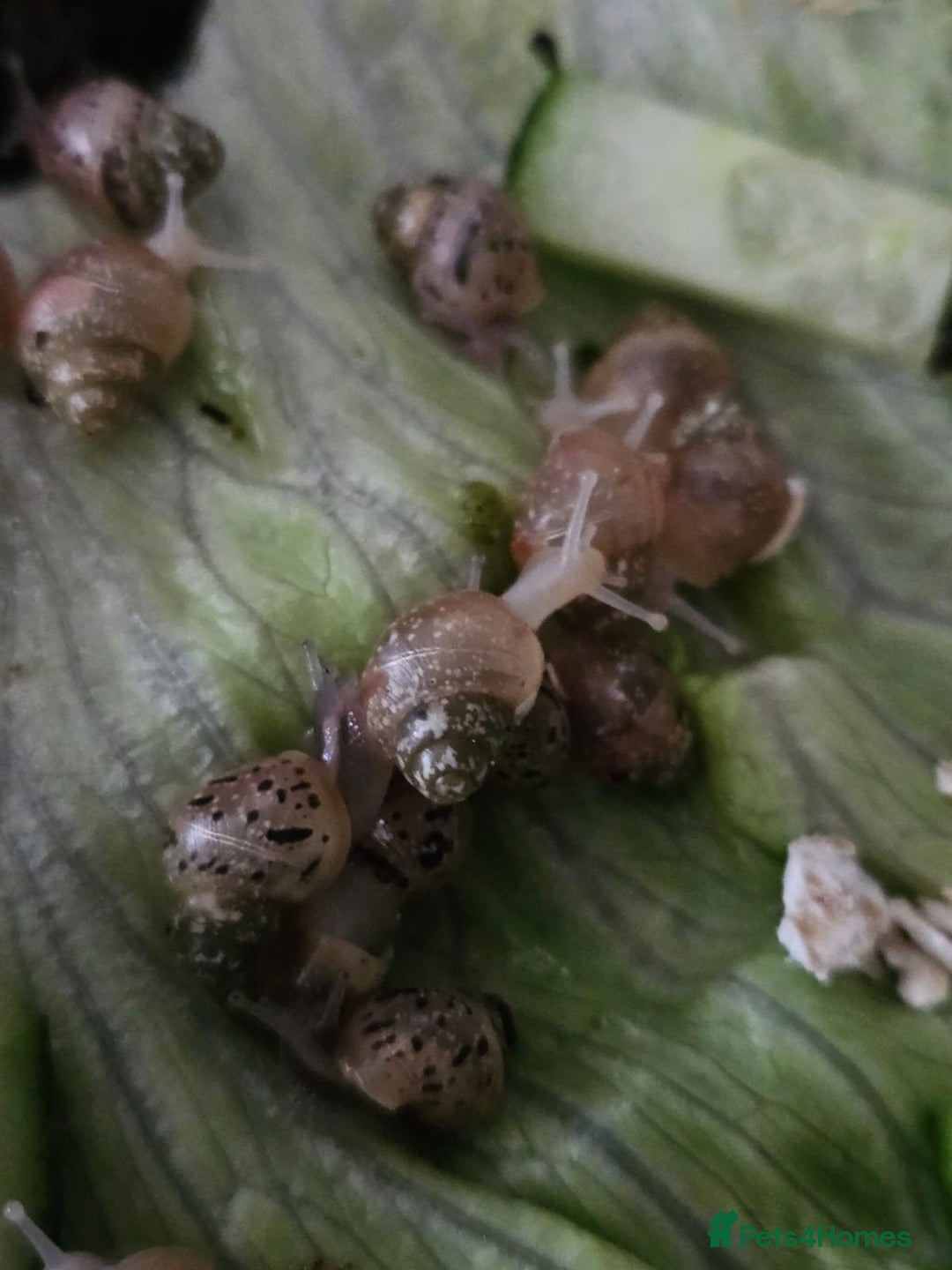 Snails invertebrates for sale: Lissachatina fulica babies - Image 3