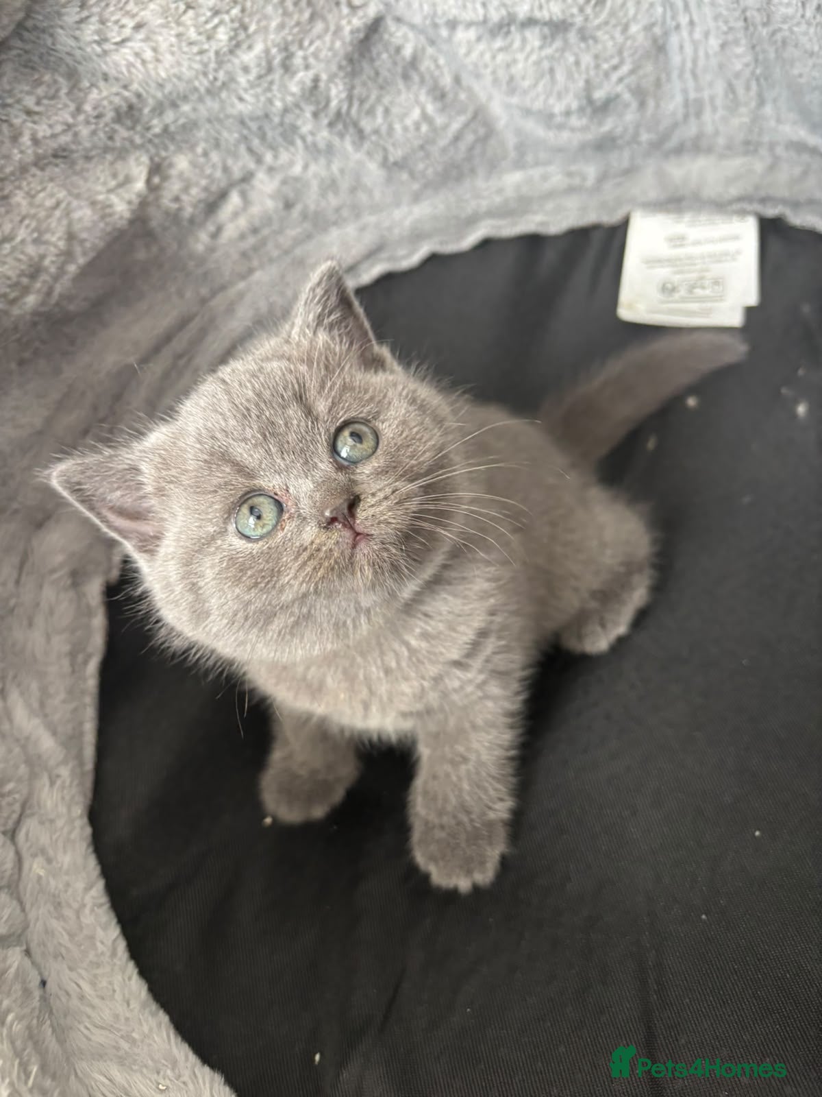 British Shorthair cats Lovely British shorthair kittens  - Advert 2