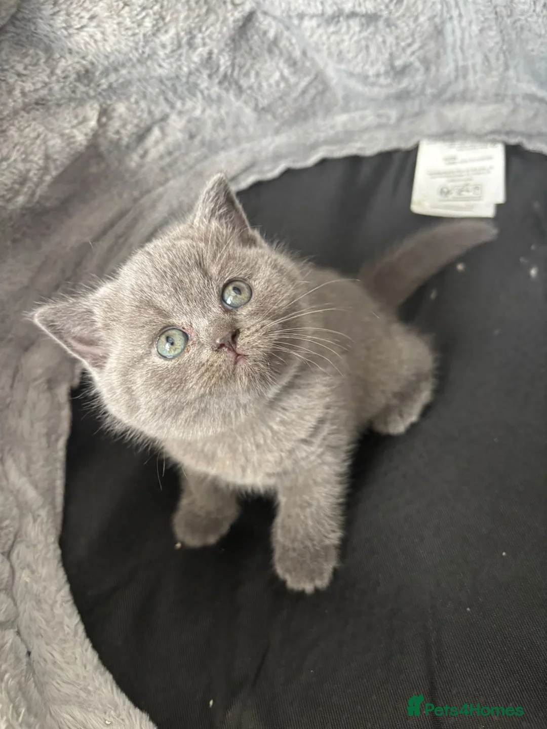 British Shorthair cats for sale: Lovely British shorthair kittens  - Advert 2