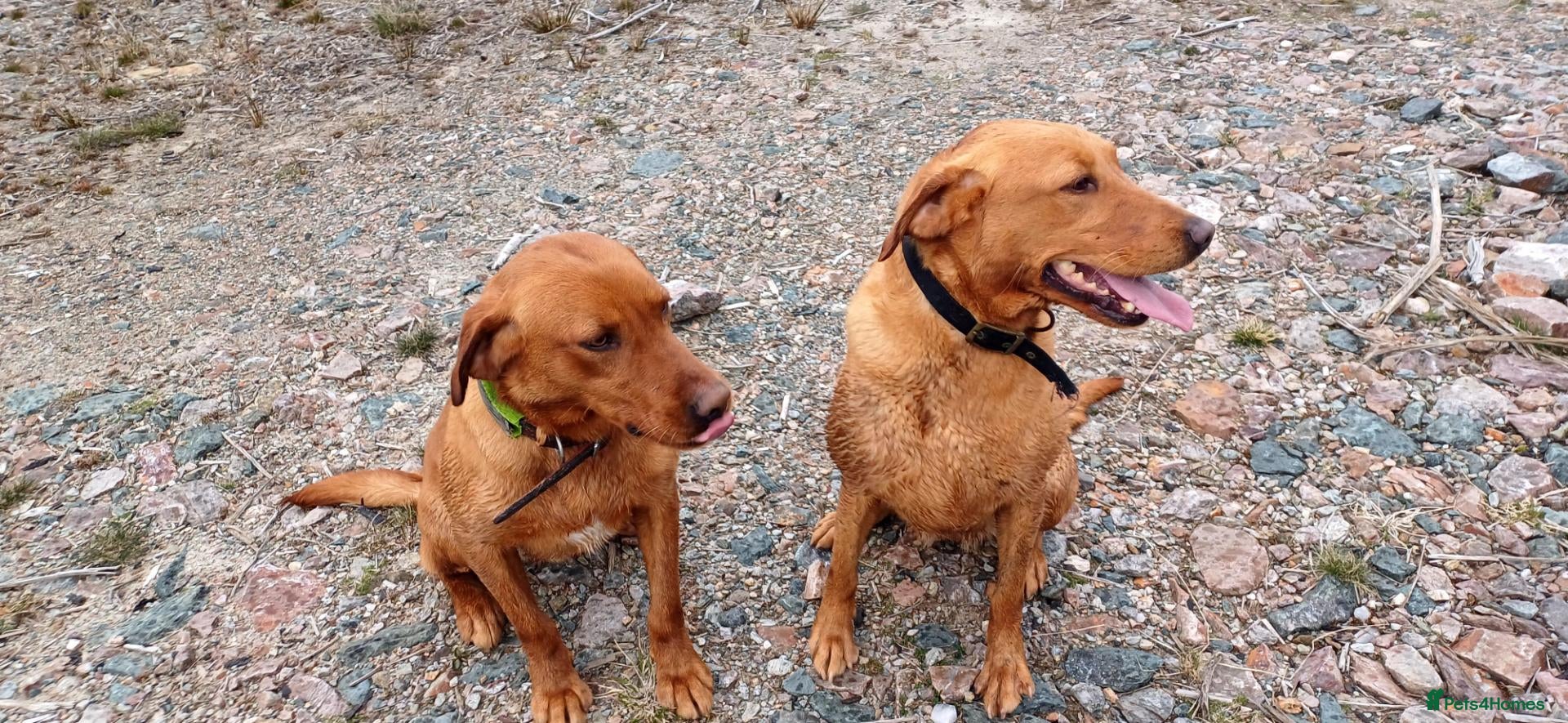 Labrador Retriever dogs Labrador Pups - Advert 2