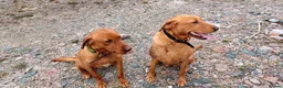 Labrador Retriever dogs for sale: Labrador Pups in Tarbert - Advert 2
