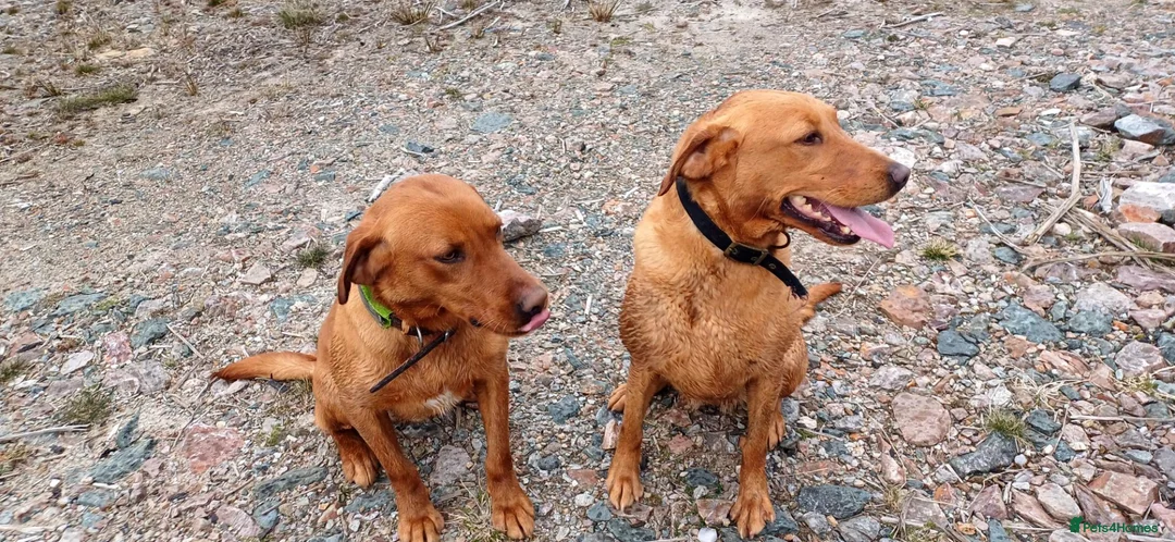 Labrador Retriever dogs for sale: Labrador Pups in Tarbert - Advert 2