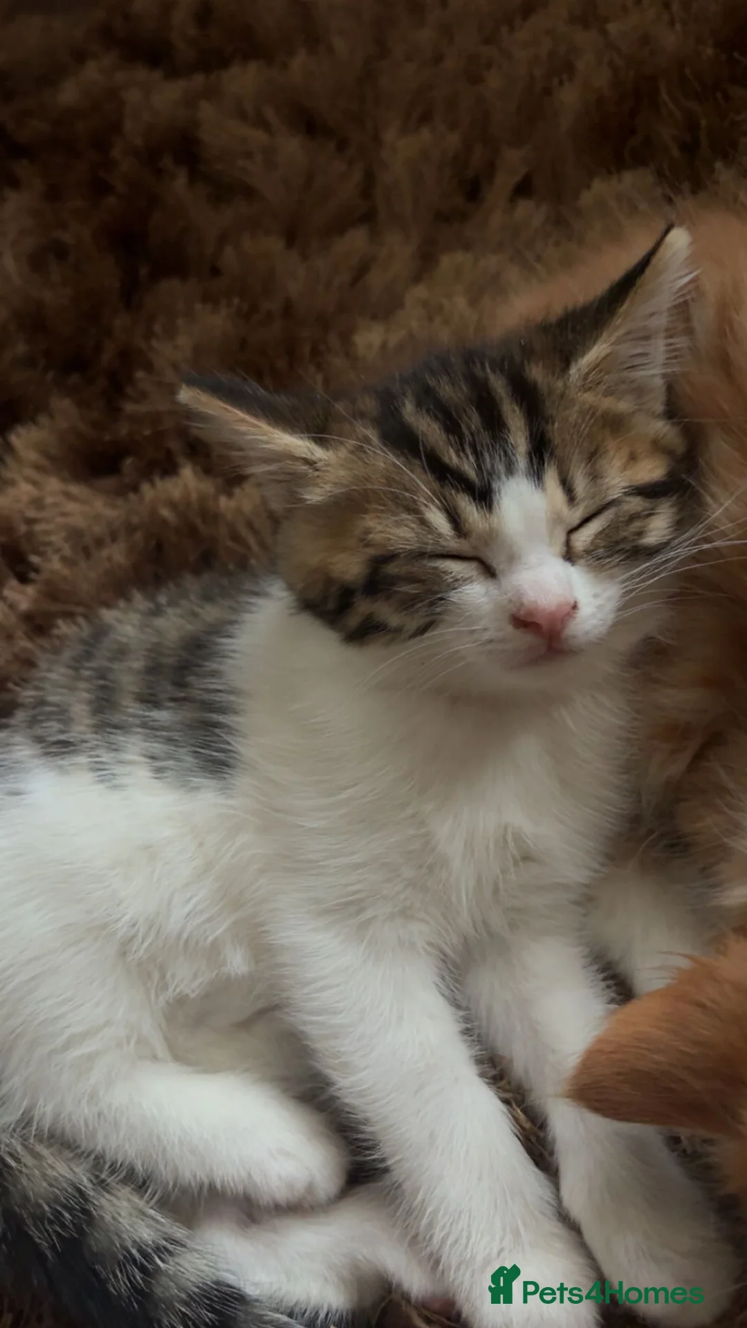Siberian cats for sale: Siberian mix in Rushden - Advert 2
