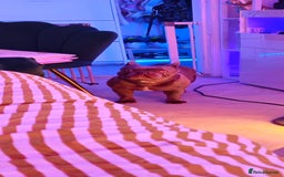 French Bulldog dogs for sale: French bulldog girl - Image 3