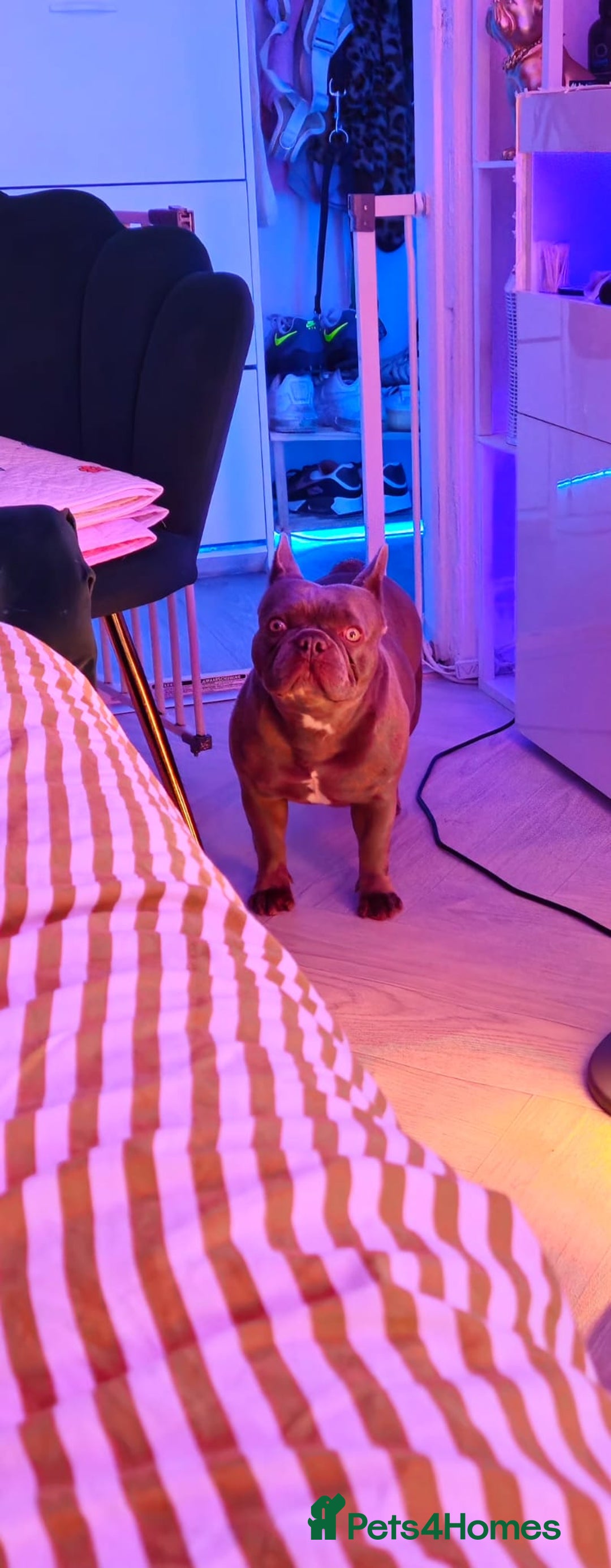 French Bulldog dogs for sale: French bulldog girl - Image 3