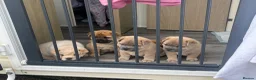 Mixed Breed dogs for sale: FRENCHIE chows  - Advert 4