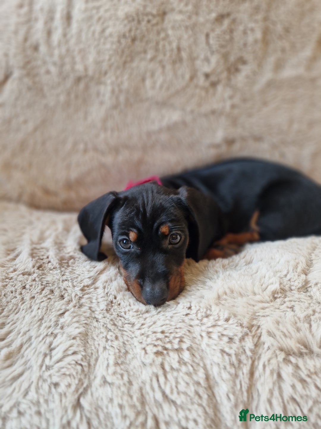 Miniature Dachshund dogs for sale: 💖 last Girl 💖 PRA clear. READY TO LEAVE. - Advert 3