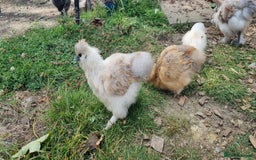 Chickens poultry for sale: Bearded Silkie (8-10 weeks) - Image 6
