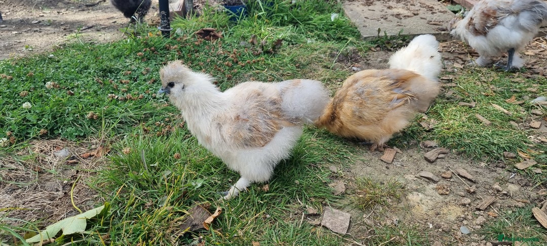 Chickens poultry for sale: Bearded Silkie (8-10 weeks) - Image 6