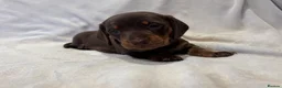 Miniature Dachshund dogs for sale: Pedigree Chocolate & Tan Miniature Dachshunds - Advert 8