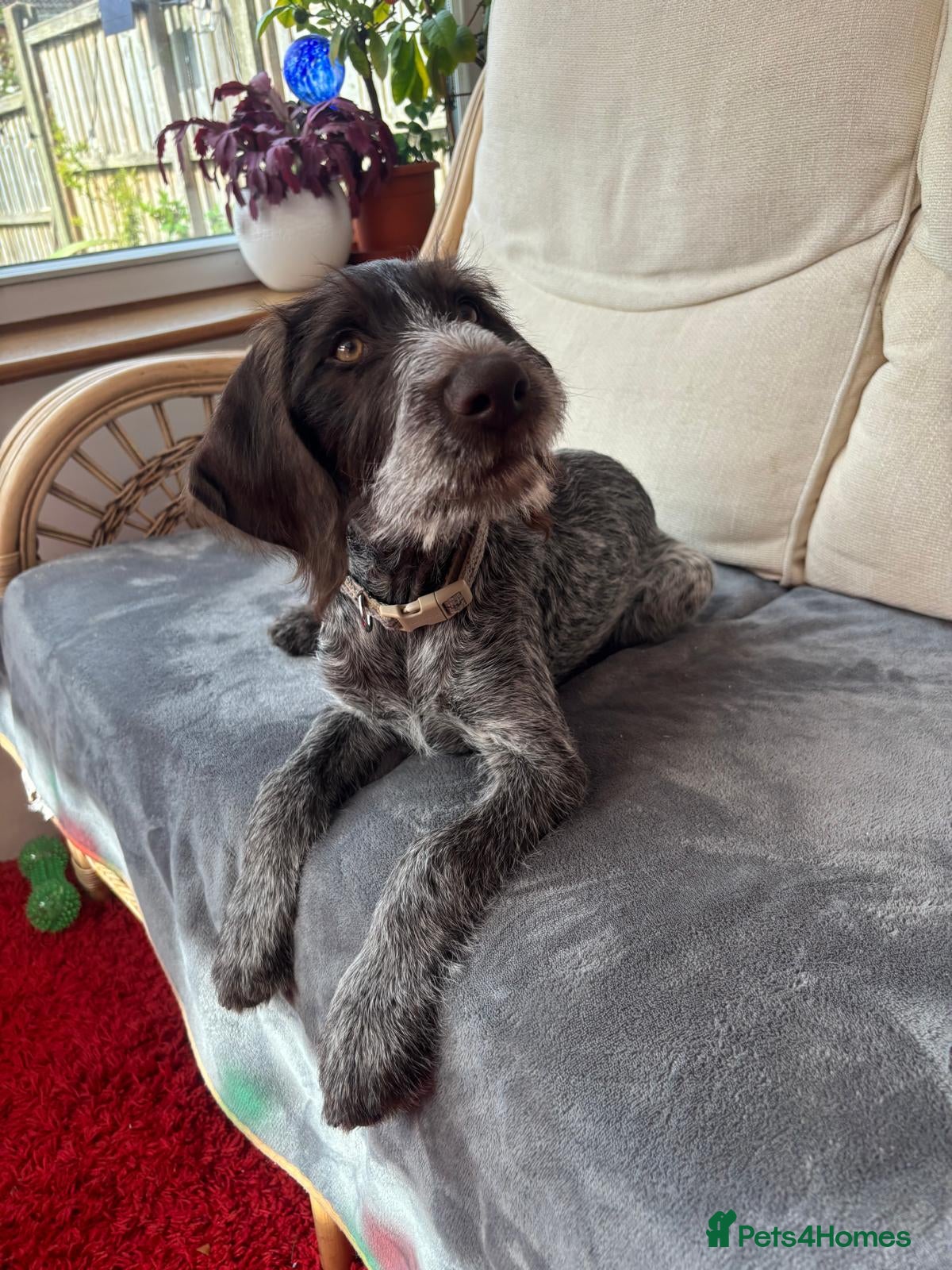 German Wirehaired Pointer dogs Stunning 12 wk female German Wirehaired pup GWP - Advert 2