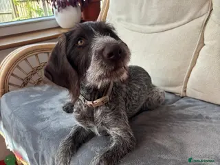 German Wirehaired Pointer dogs Stunning 12 wk female German Wirehaired pup GWP - Advert 2
