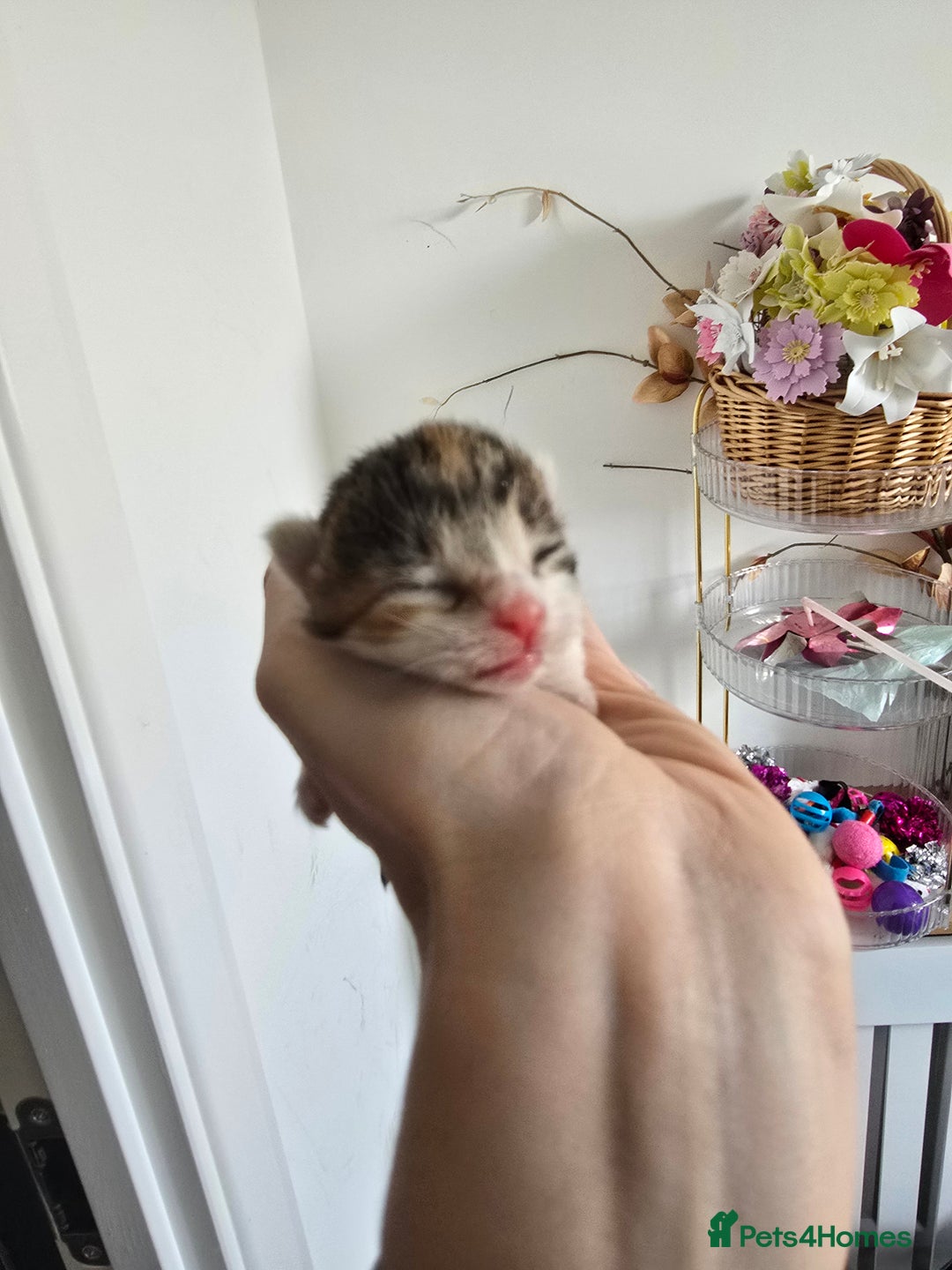 Domestic Shorthair cats for sale: Beautiful Girl Kitten ready to leave - Image 14