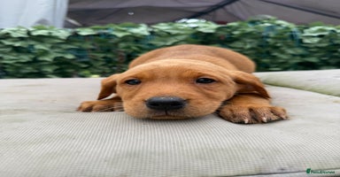 Labrador Retriever dogs - Advert 9