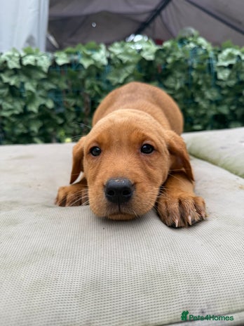 Labrador Retriever dogs - Advert 5