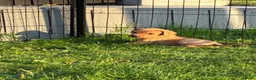 Labrador Retriever dogs for sale: F1 Labrador x Vizsla - Advert 5