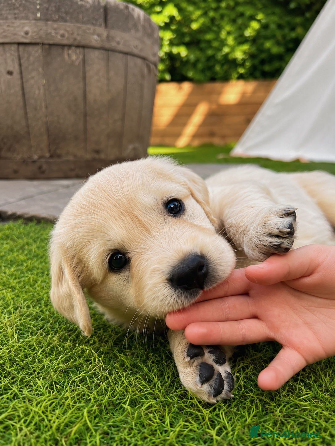Golden Retriever dogs Exceptional Golden Retriever Puppies 🐾 - Advert 1