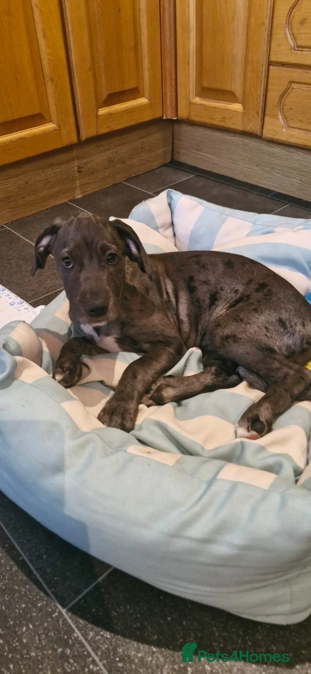 Mixed Breed dogs for sale: Coco  - Advert 6