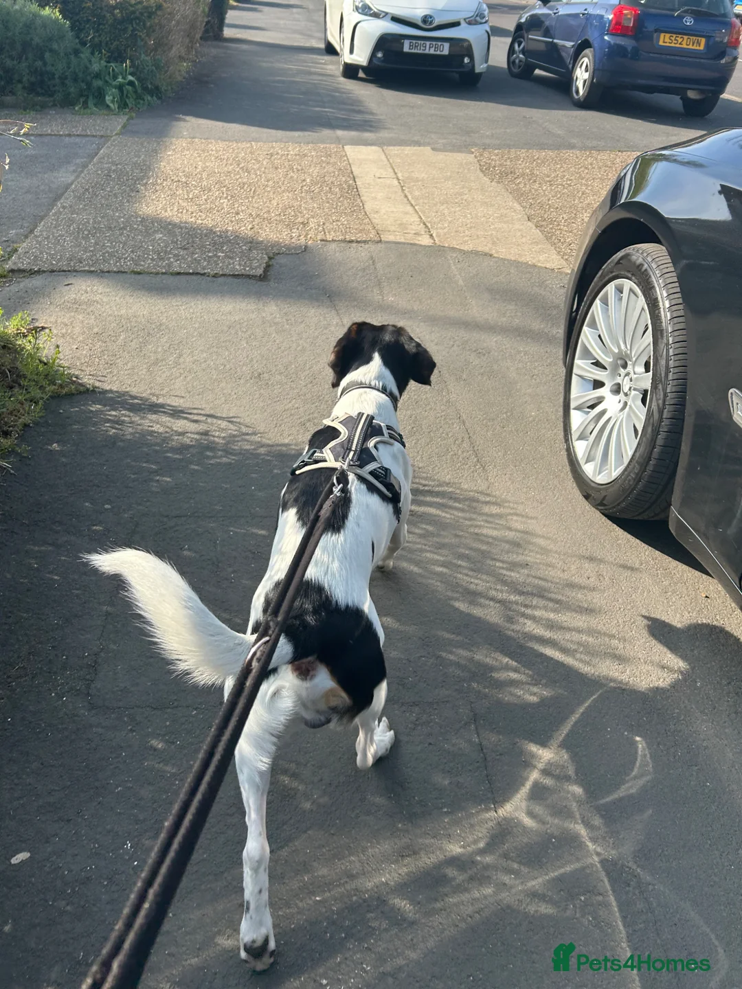 Mixed Breed dogs for sale: Beautiful hound for rehoming! Payment not required - Advert 2