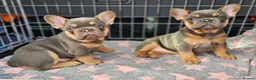 French Bulldog dogs for stud: CHEWBACCA - RED FAWN FLUFFY, NEW SHADE MAKER  in Motherwell - Advert 25