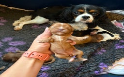 Cavalier King Charles Spaniel dogs for sale: 3 male 1 female cavalier King Charles pups - Image 10