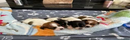 Jack Russell dogs for sale: Beautiful Jack Russell Terrier Puppies Available in Munlochy - Advert 4