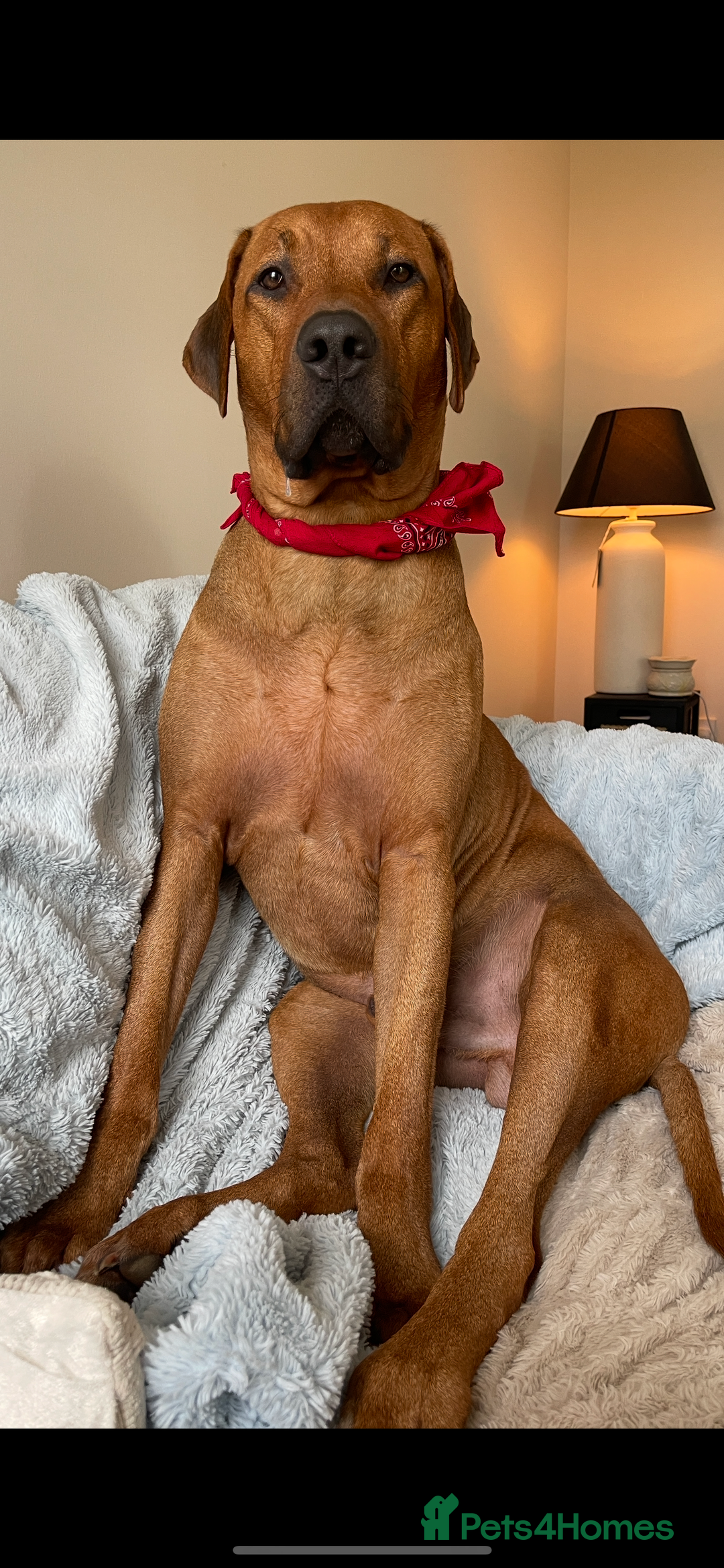 Rhodesian Ridgeback dogs for stud: Stud Rhodesian Ridgeback Stanley.  - Image 6