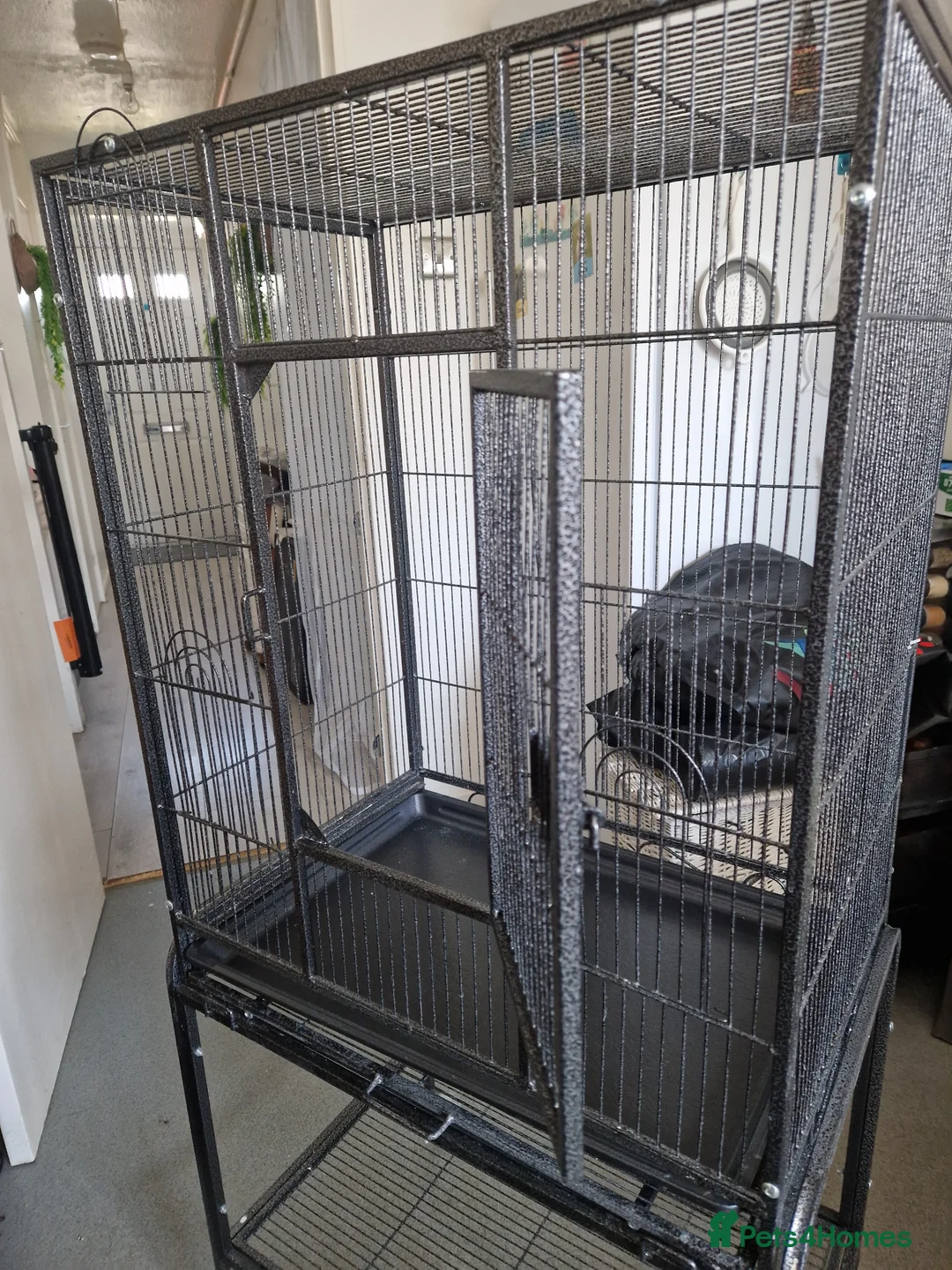 Mixed Breed birds for sale: Cages only - Advert 2