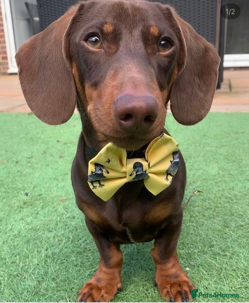 Miniature Dachshund dogs Proven Choc/Tan Brown Miniature Dachshund for Stud in Swindon - Advert 13